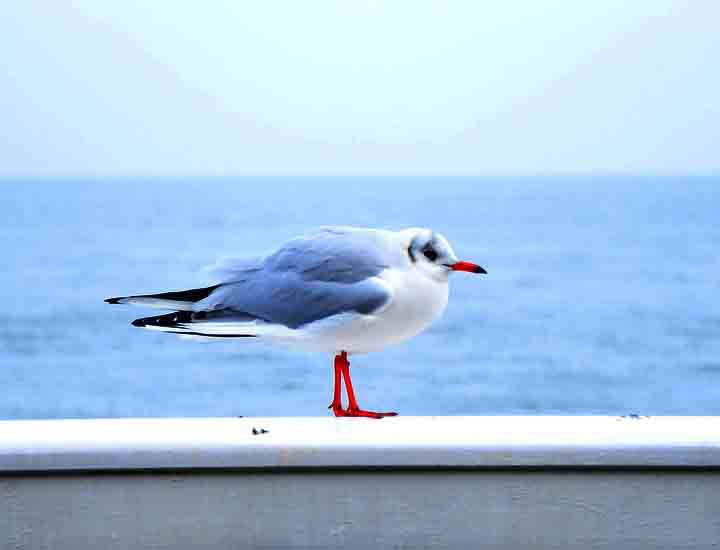 免费手机号轰炸